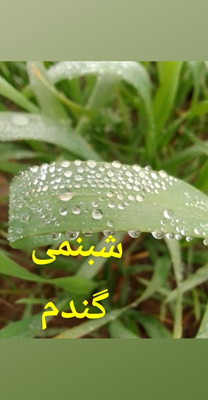 WHEAT-  GANDUM گندم ۔کنک  production and protection technology